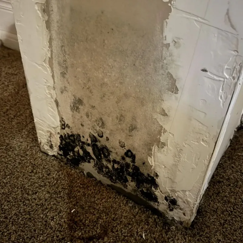 Professional Mold Removal in Leander, TX